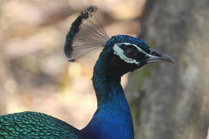 aurora crest divide location