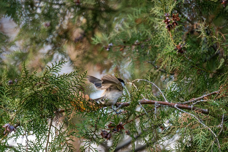 cedar crest memory timestamp