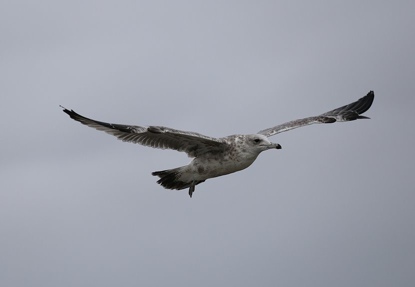 echo skyline wing number