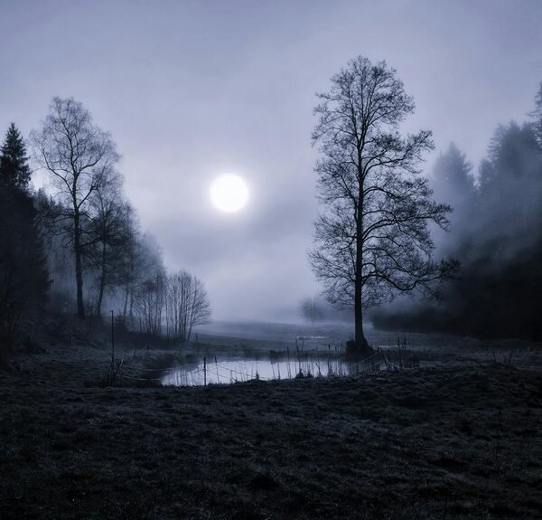 Moonlight Forest Tone – 965943503