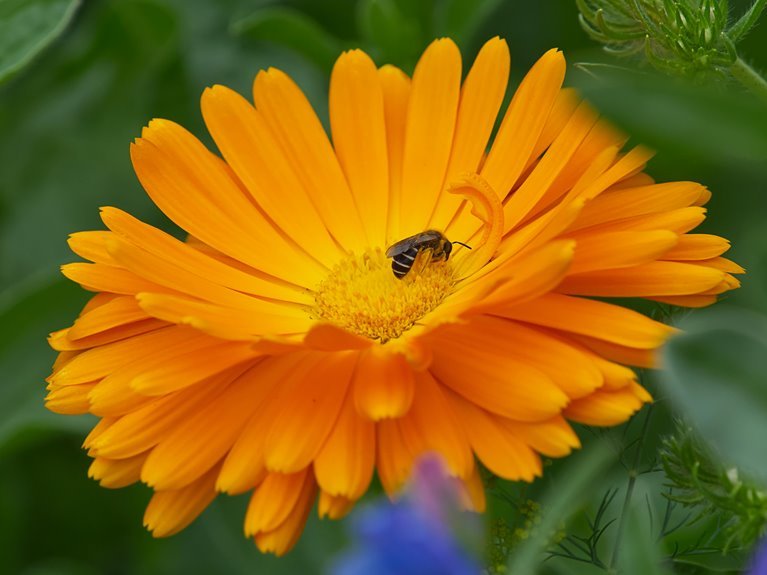 northern drift bloom 9057070000