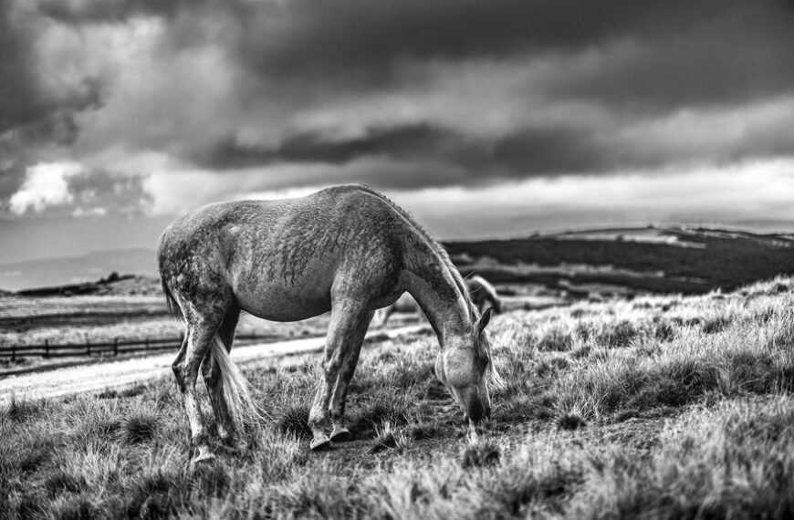 Silver Meadow Storm – 911517751