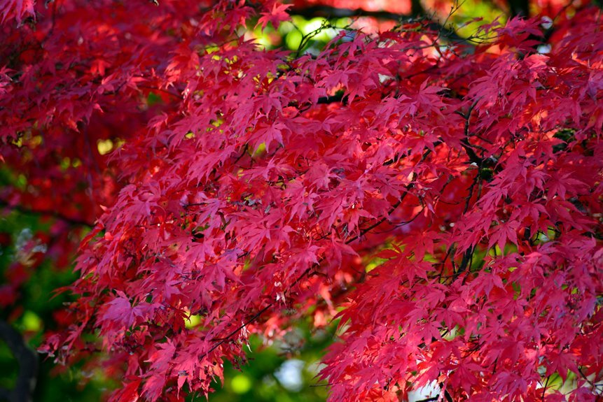 soft autumn glow ember